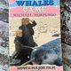 Why the Whales Came by Michael Morpurgo — secondhand book
